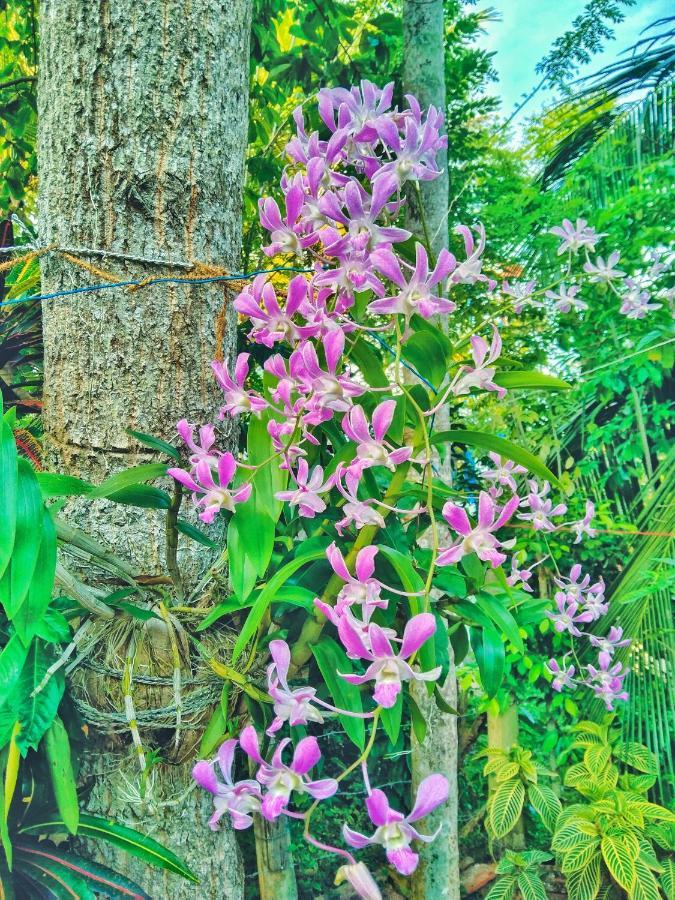 Ameena Homestay แทนกาลเล ภายนอก รูปภาพ