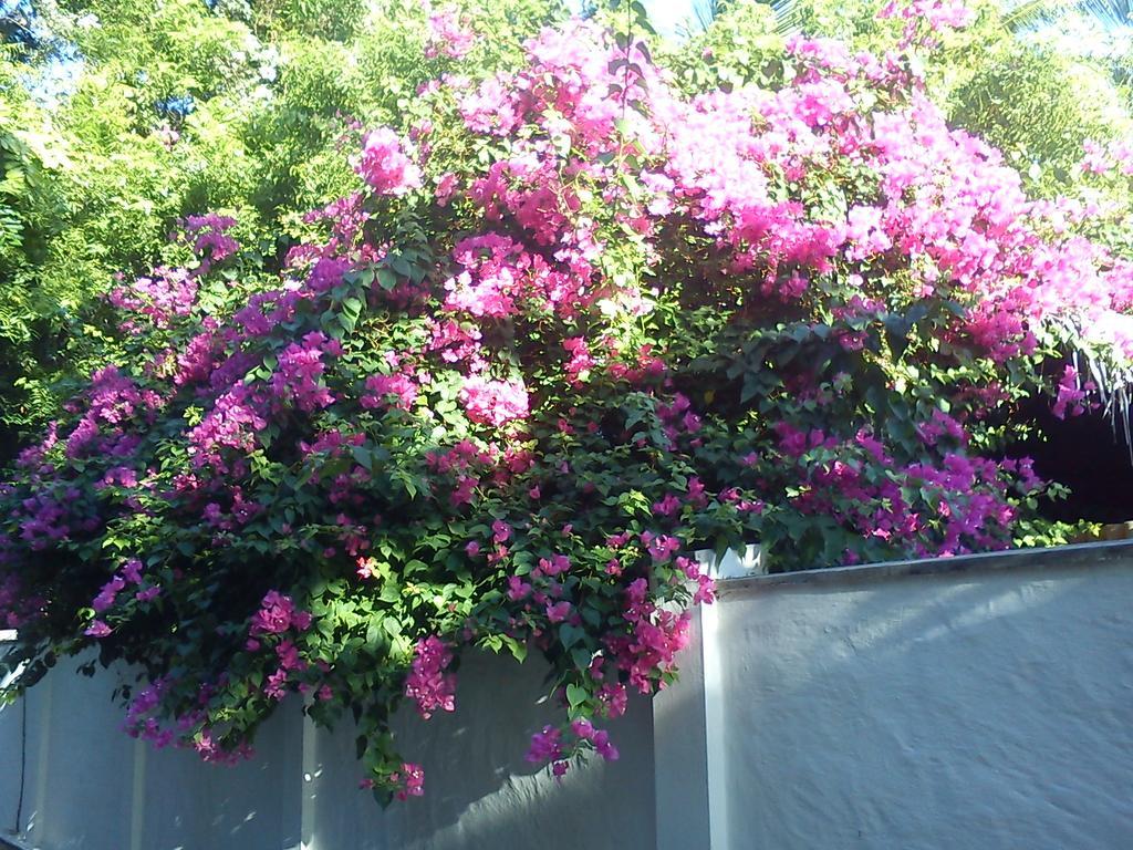 Ameena Homestay แทนกาลเล ภายนอก รูปภาพ